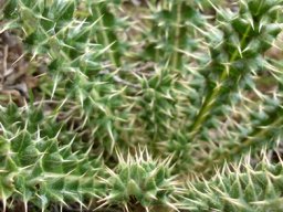 Berkheya cirsiifolia leaves